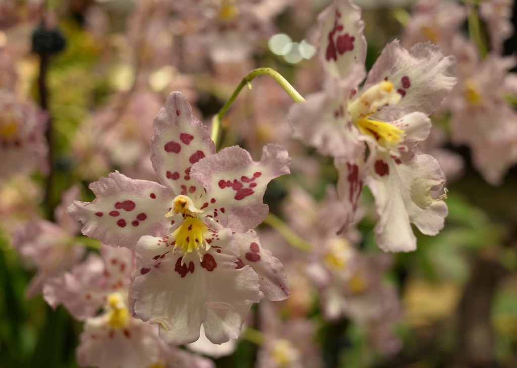 Orchid in Changi Airport | Nikon Coolpix A | f/4 @ 1/50 sec. | ISO 800