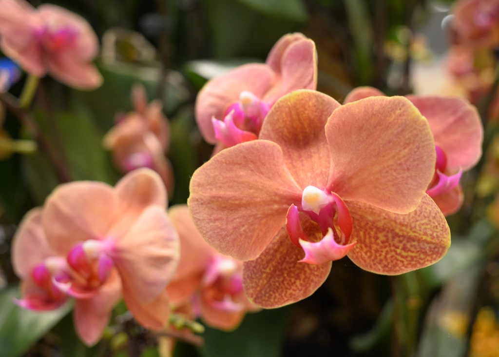 Orchid in Changi Airport | Nikon Coolpix A | 1 /30 sec @ f/3.5 | ISO 900