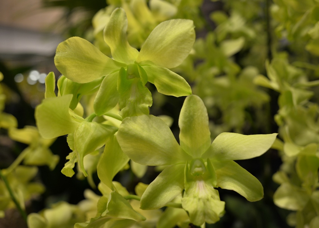 Orchid in Changi Airport | Nikon Coolpix A | f/4 @ 1/60 sec. | ISO 800