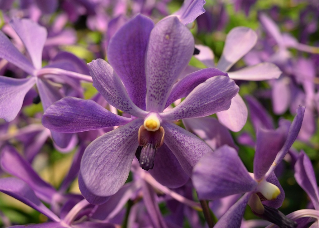 Orchid in Changi Airport | Nikon Coolpix A | f/4 @ 1/60 sec. | ISO 800