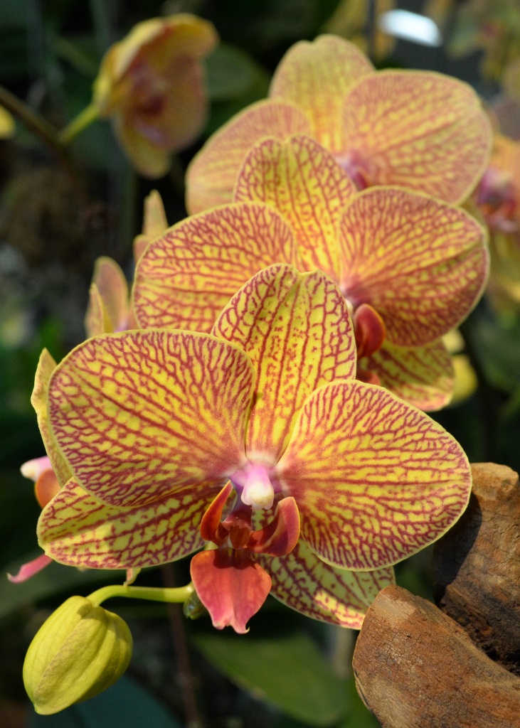 Orchid in Changi Airport | Nikon Coolpix A | f/4 @ 1/50 sec. | ISO 800