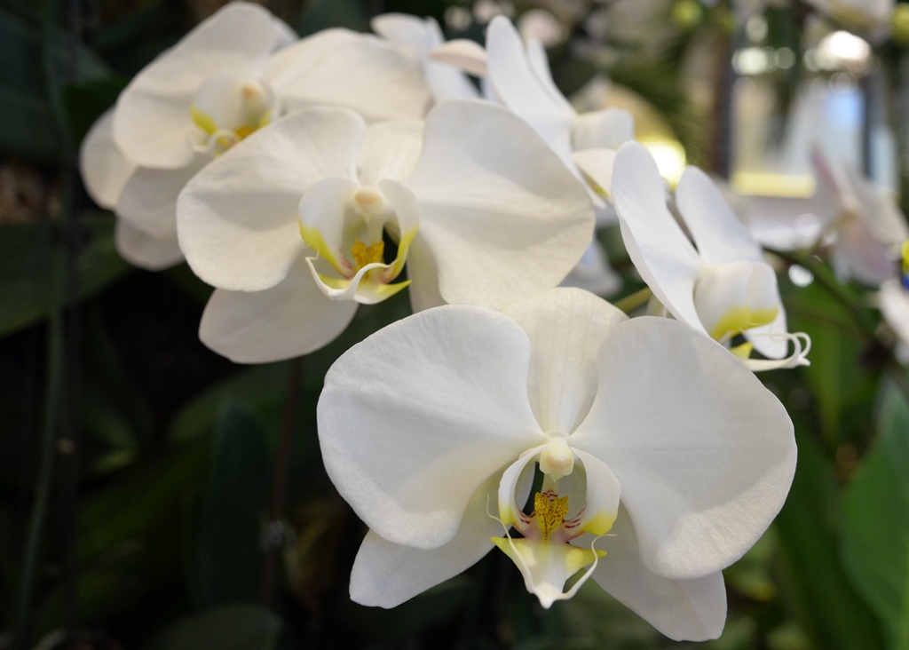 Orchid in Changi Aiport | Nikon Coolpix A | f/4 @ 1/60 sec. | ISO 400