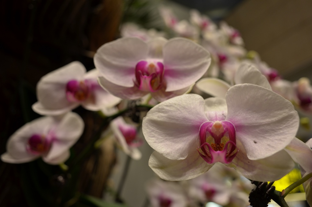 Orchid in Changi Aiport | Nikon Coolpix A | f/4 @ 1/50 sec. | ISO 800