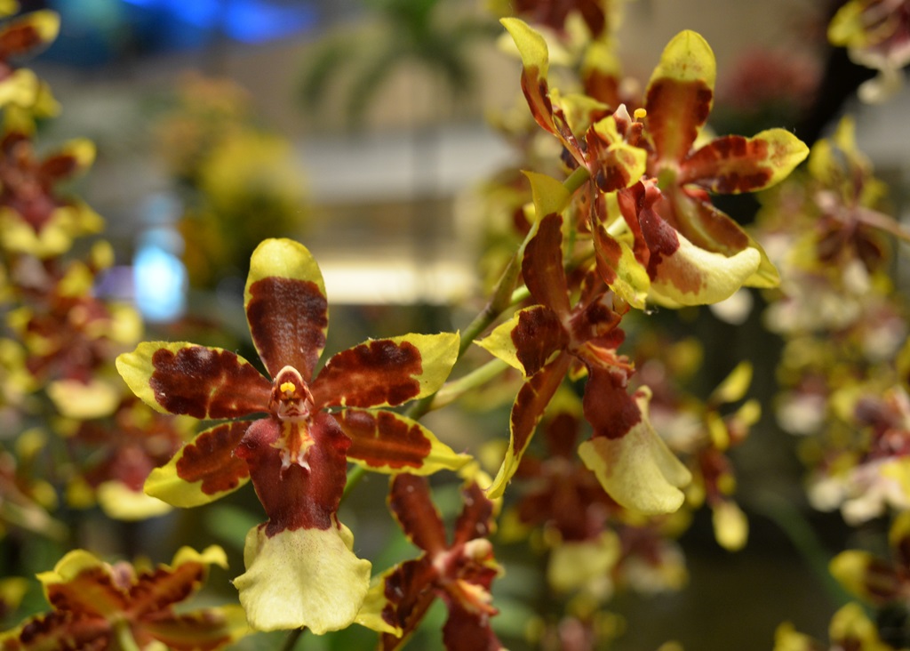 Orchid in Changi Airport | Nikon Coolpix A | f/4 @ 1/50 sec. | ISO 800