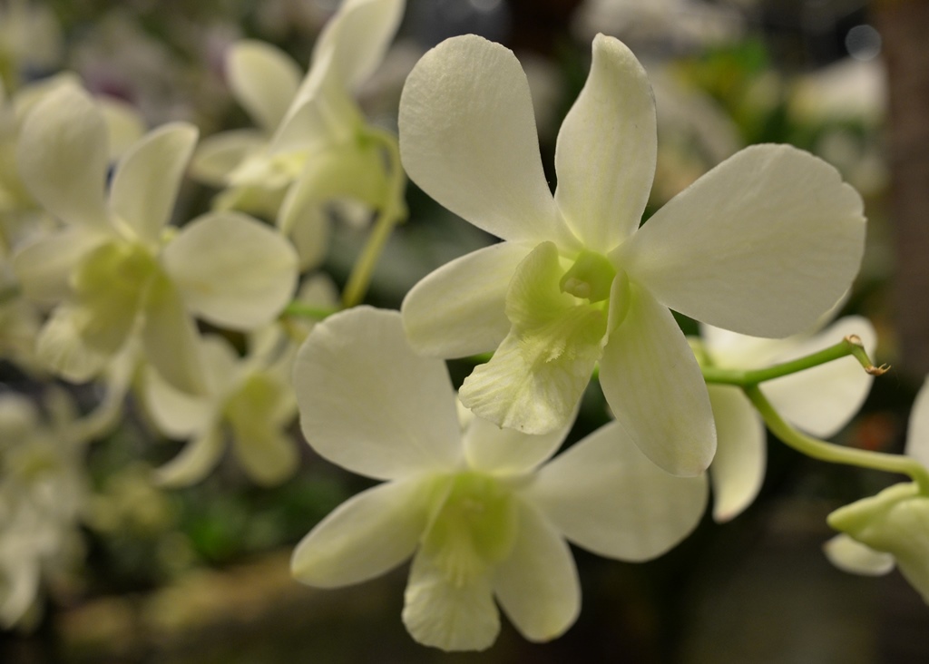 Orchid in Changi Airport | Nikon Coolpix A | f/4 @ 1/60 sec. | ISO 800