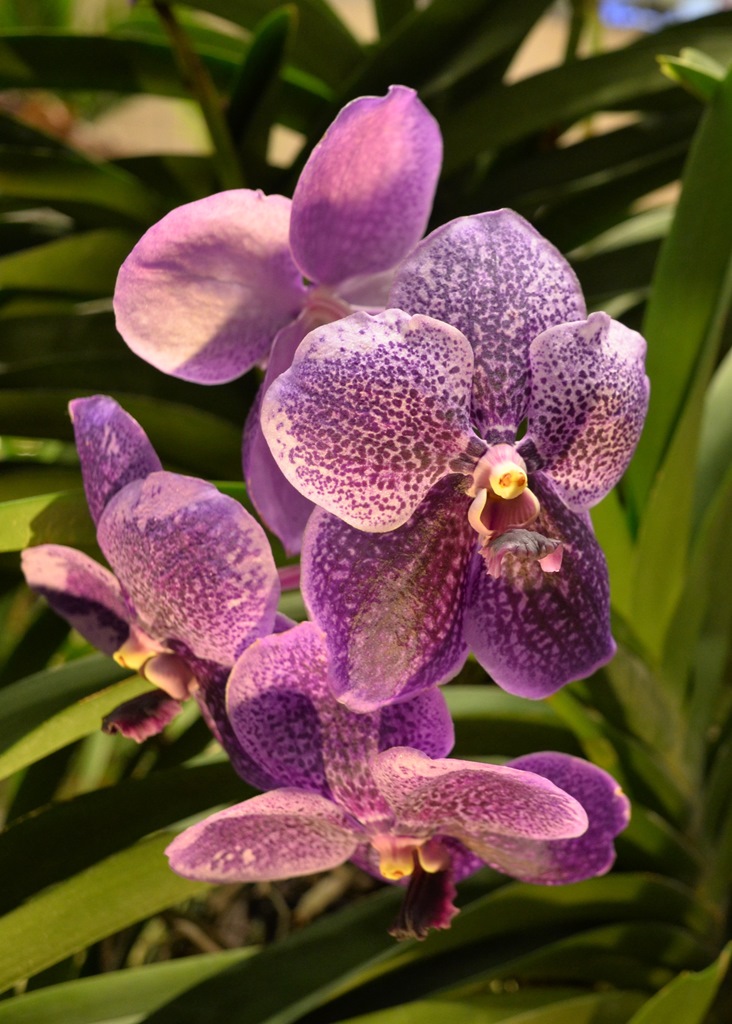 Orchid in Changi Airport | Nikon Coolpix A | f/4 @ 1/30 sec. | ISO 800