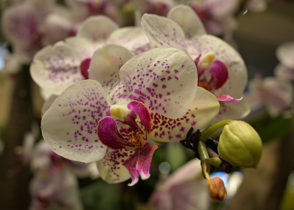 Orchid in Changi Airport | Nikon Coolpix A | f/4 @ 1/60 sec. | ISO 640