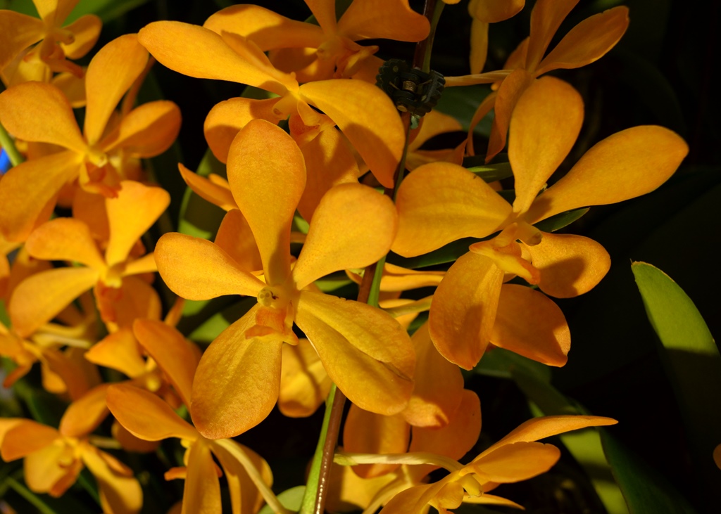 Orchid in Changi Airport | Nikon Coolpix A | f/4 @ 1/60 sec. | ISO 560