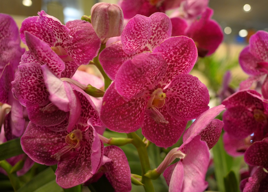 Orchid in Changi Airport | Nikon Coolpix A | f/3.2 @ 1/40 sec. | ISO 800