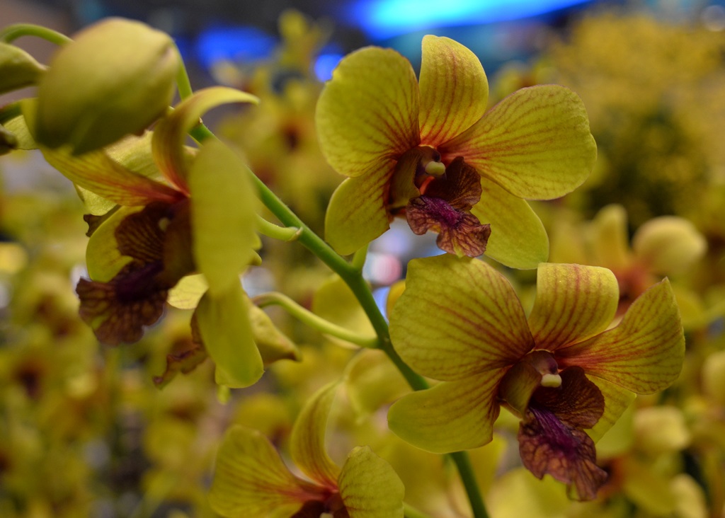 Orchid in Changi Airport | Nikon Coolpix A | f/4 @ 1/60 sec. | ISO 800